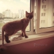 Гребенка-ограничитель на окно - от застревания кошки в окне.